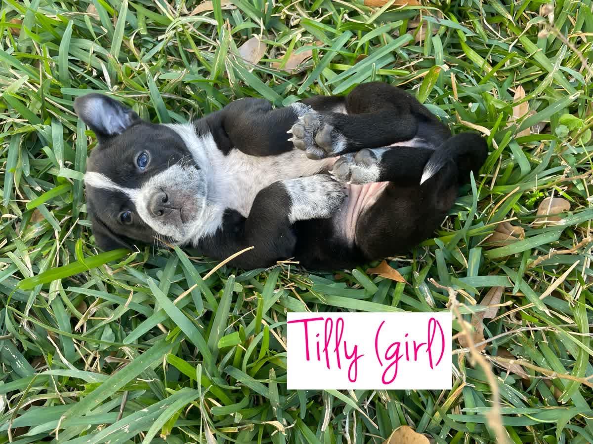Tilly, Adoptable, Puppy Female Shar-Pei & Husky.