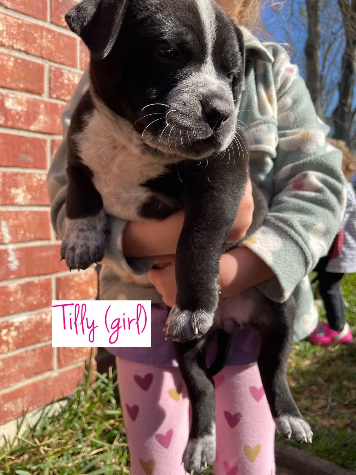 Enlarge Tilly, a Adoptable mixed breed in Orlando, FL image 2/2