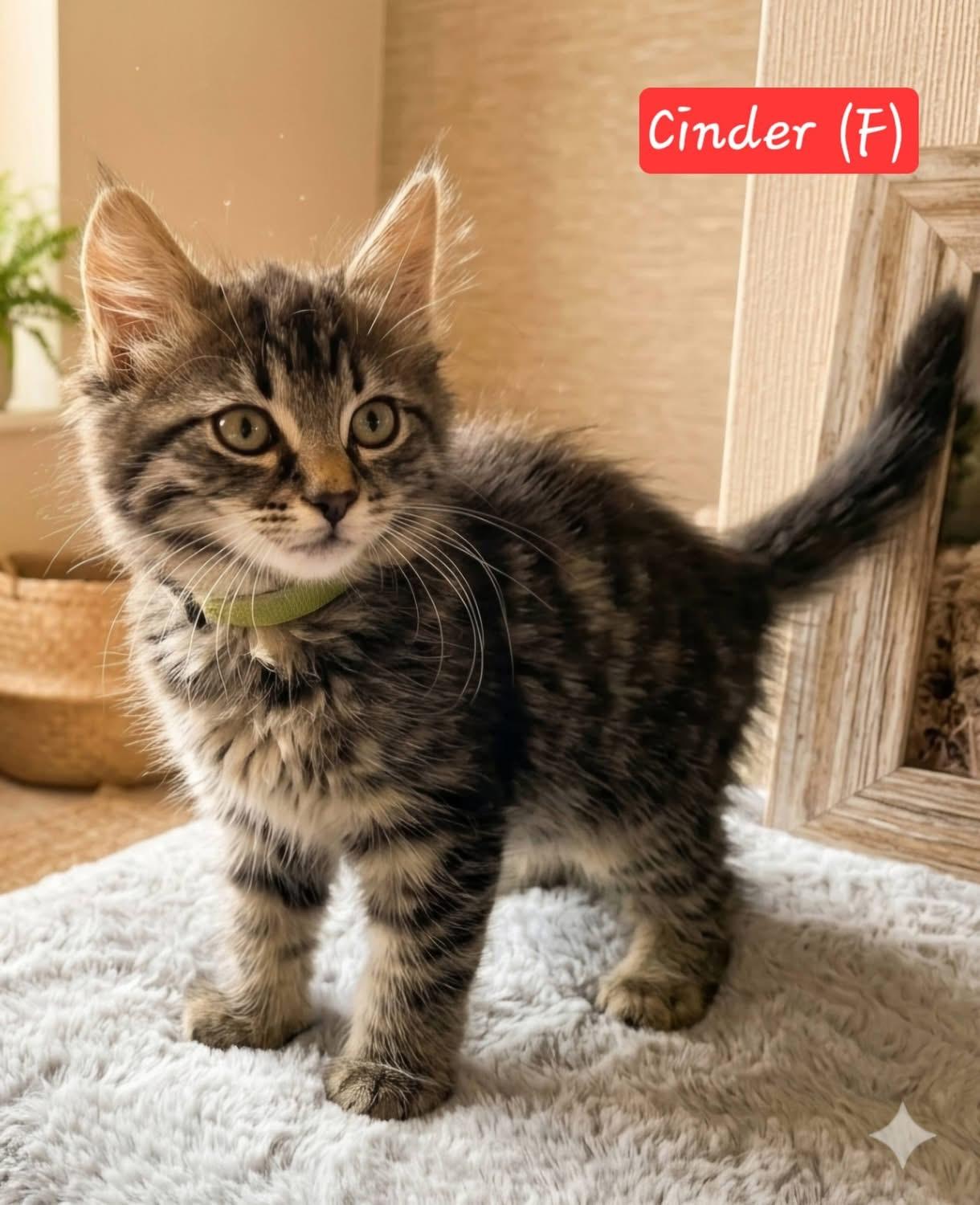 Cinder, adoptable, Kitten Female Domestic Long Hair.