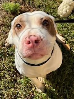 Pandora, pink nose, beautiful, super sweet. Loves to play and loves attention!