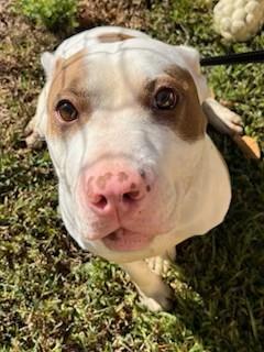 Pandora, pink nose, beautiful, super sweet. Loves to play and loves attention!