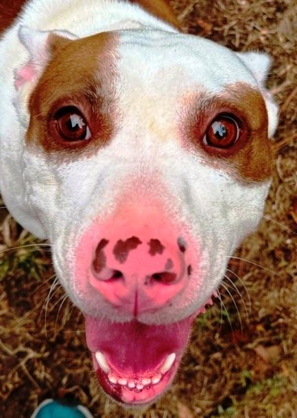 Pandora, pink nose, beautiful, super sweet. Loves to play and loves attention!