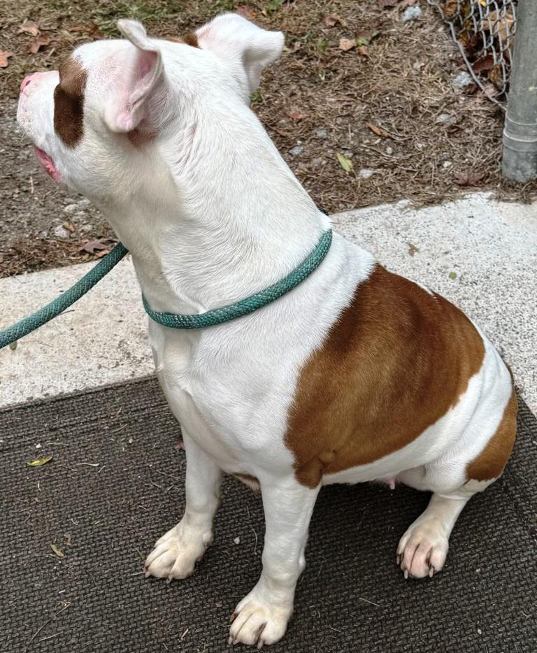 Pandora, pink nose, beautiful, super sweet. Loves to play and loves attention!