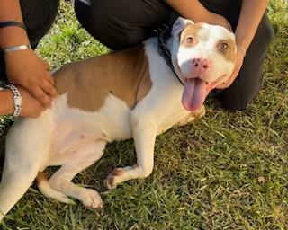 Pandora, pink nose, beautiful, super sweet. Loves to play and loves attention!