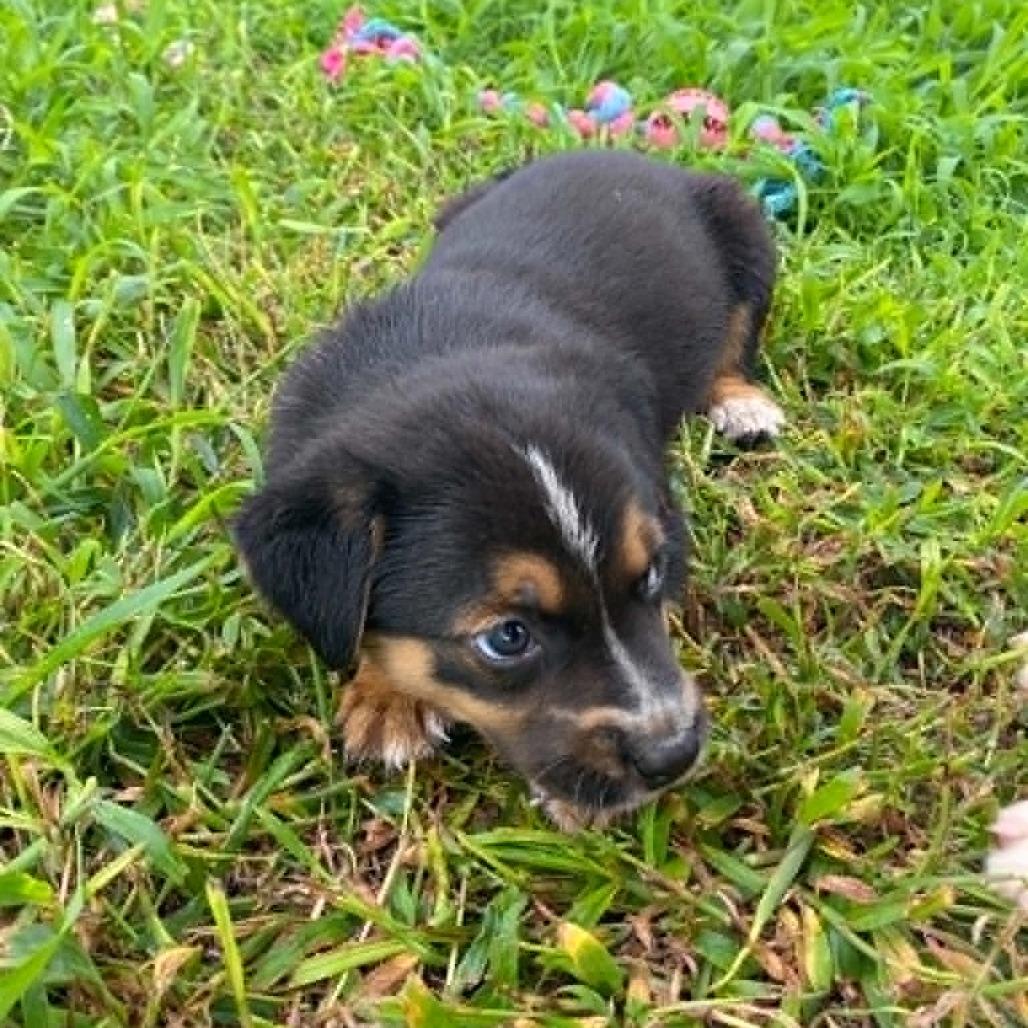 Enlarge Trent, a Adoptable Mixed Breed in Stilwell, OK image 1/2