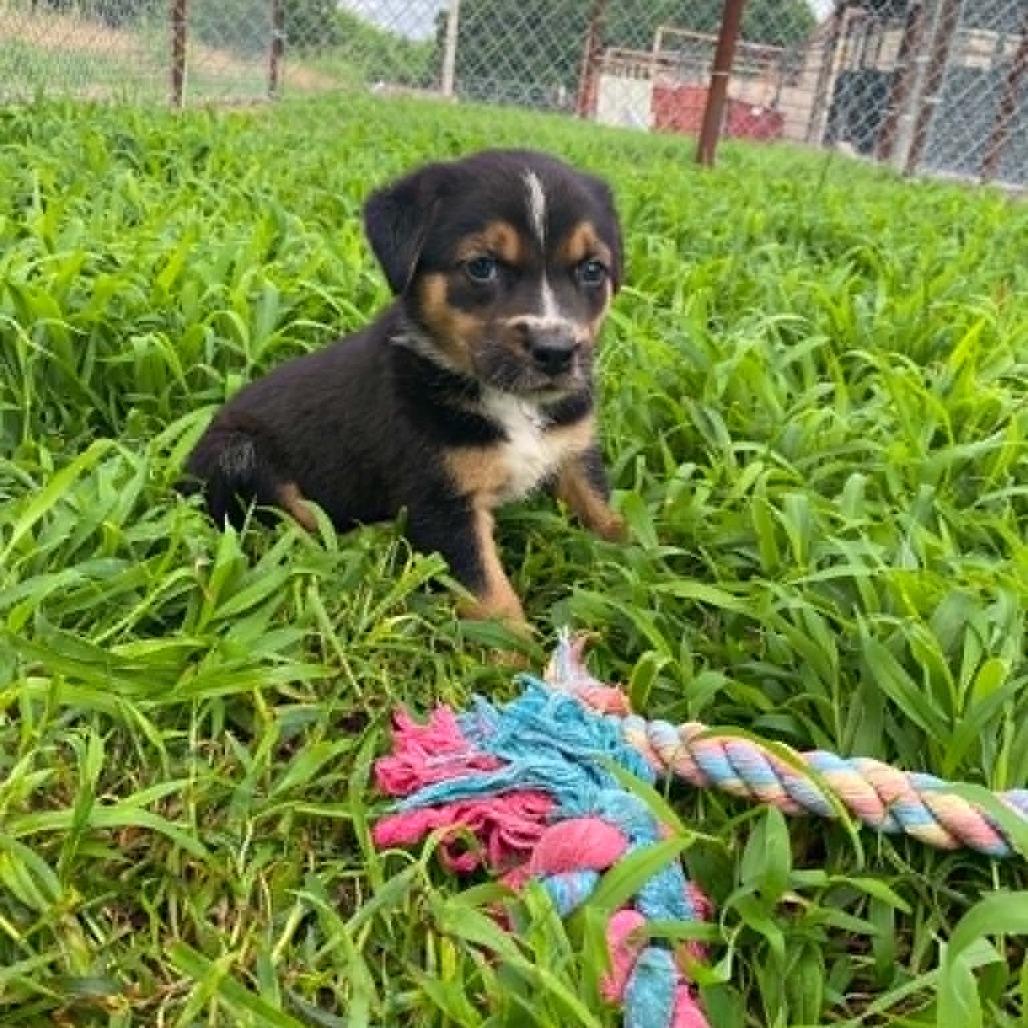 Enlarge Trent, a Adoptable Mixed Breed in Stilwell, OK image 2/2