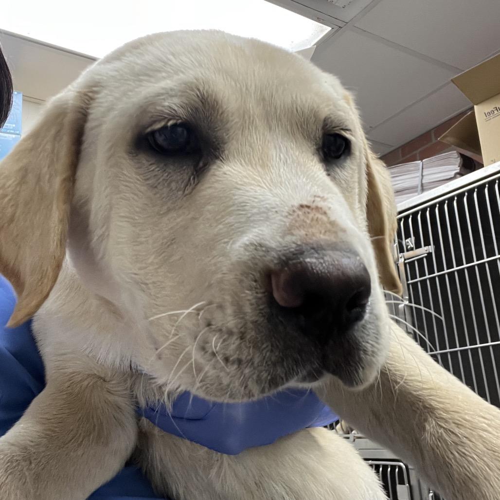 Leo, Adoptable, Puppy Male Yellow Labrador Retriever & Shepherd.