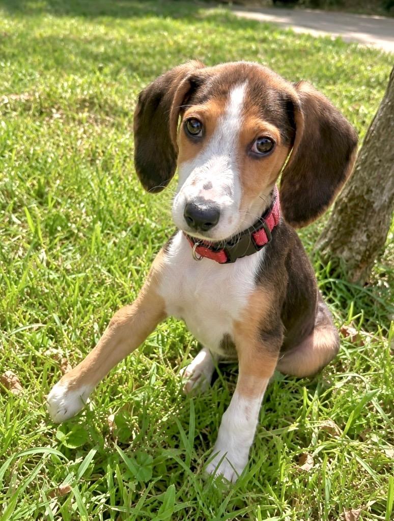 Mike, Adoptable, Puppy Male Treeing Walker Coonhound.