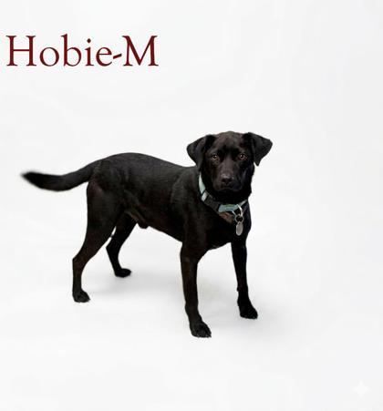 Hobie, Adoptable, Adult Male Mixed Breed & Mixed Breed.