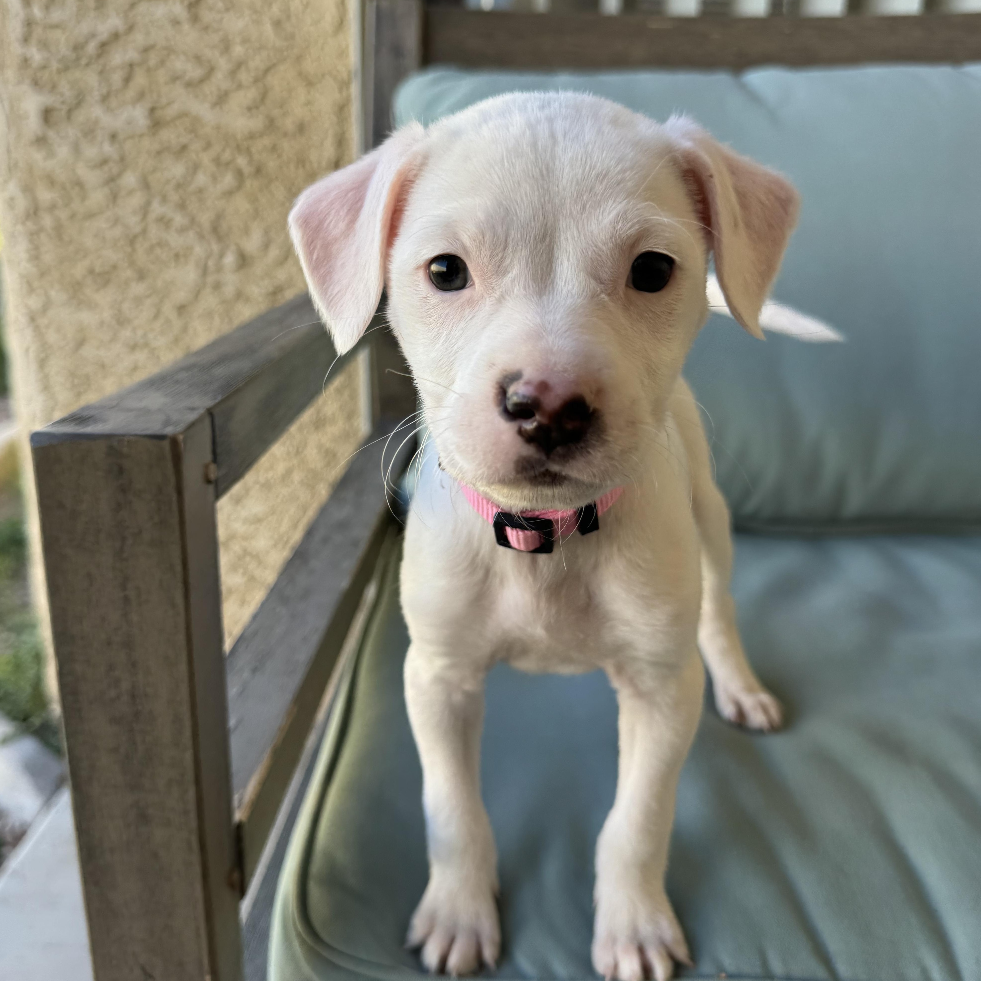 Acadia , Adoptable, Puppy Female Mixed Breed.