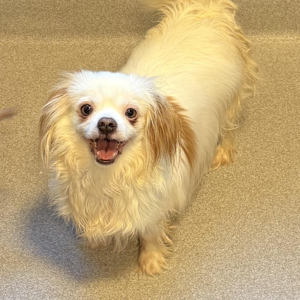 Enlarge Ella 22781, a Adoptable mixed breed in Cumming, GA image 1/1