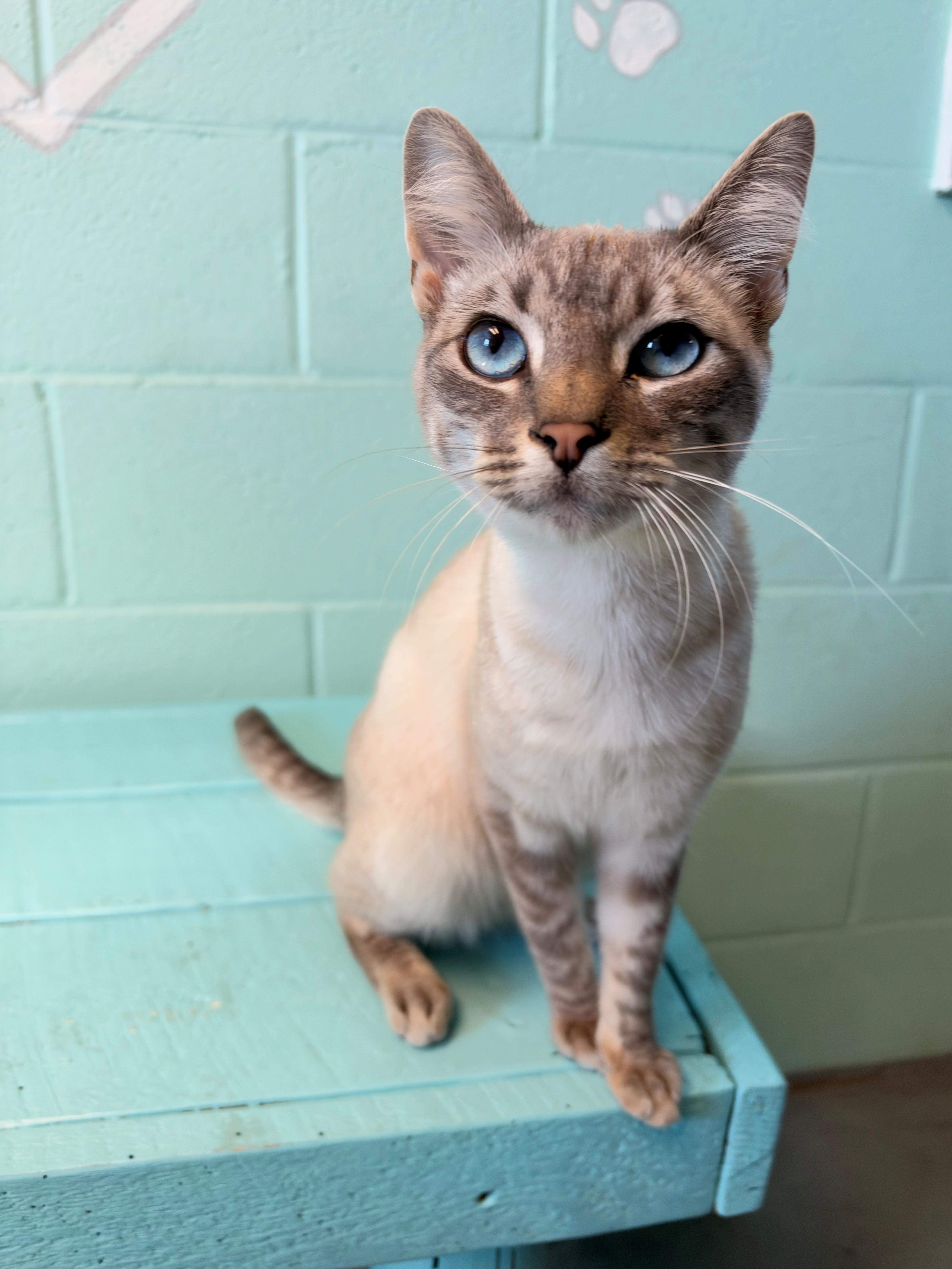 Venusaur, Adoptable, Young Male Domestic Short Hair.