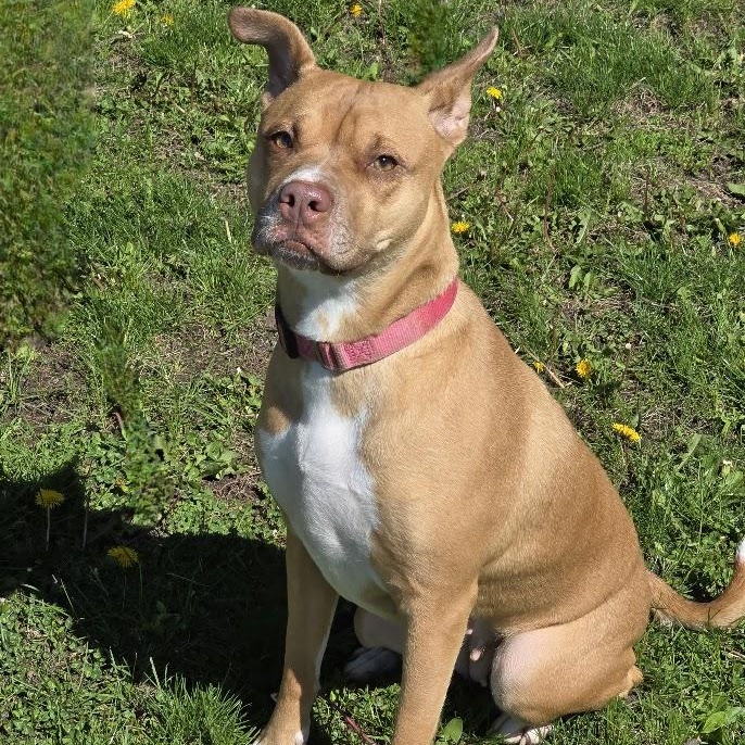 Enlarge Velvet, a ADOPTABLE mixed breed in Waterloo, IA image 1/4