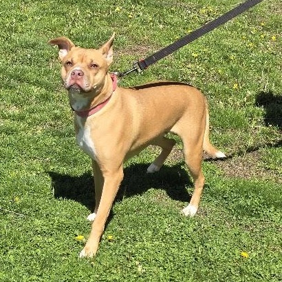 Enlarge Velvet, a ADOPTABLE mixed breed in Waterloo, IA image 3/4