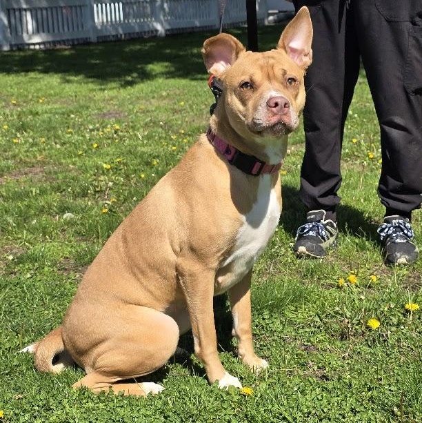 Enlarge Velvet, a ADOPTABLE mixed breed in Waterloo, IA image 2/4