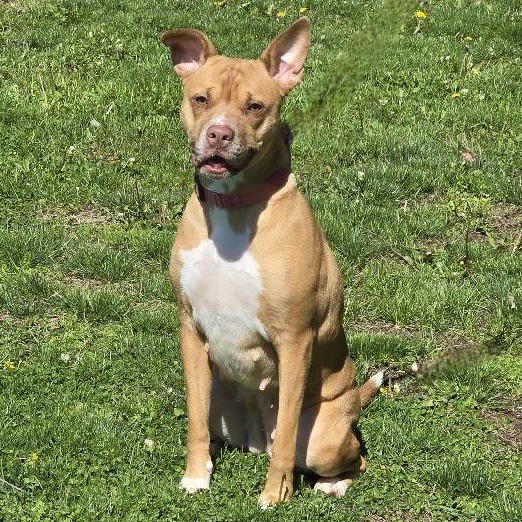 Enlarge Velvet, a ADOPTABLE mixed breed in Waterloo, IA image 4/4