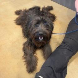 Wookie, Adoptable, Young Male Poodle.