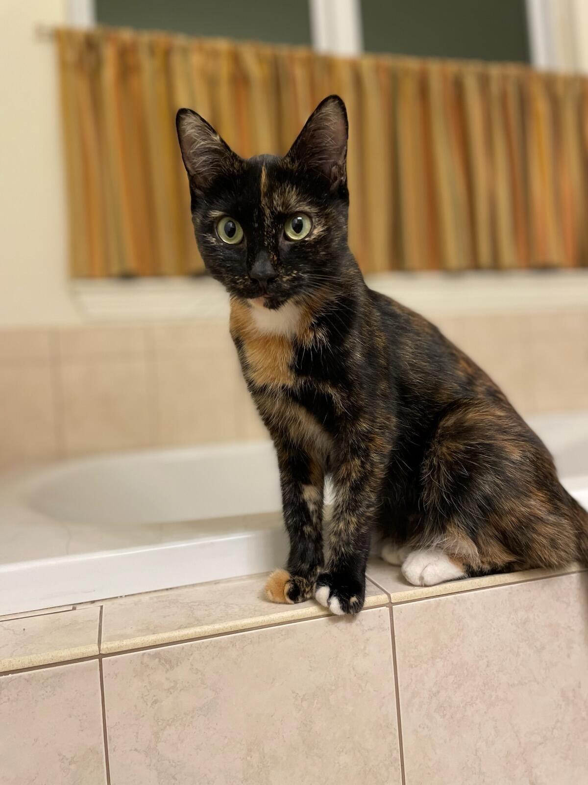 Enlarge Orchid - ADOPTION PENDING, an adoptable mixed breed in Howell, MI image 3/5