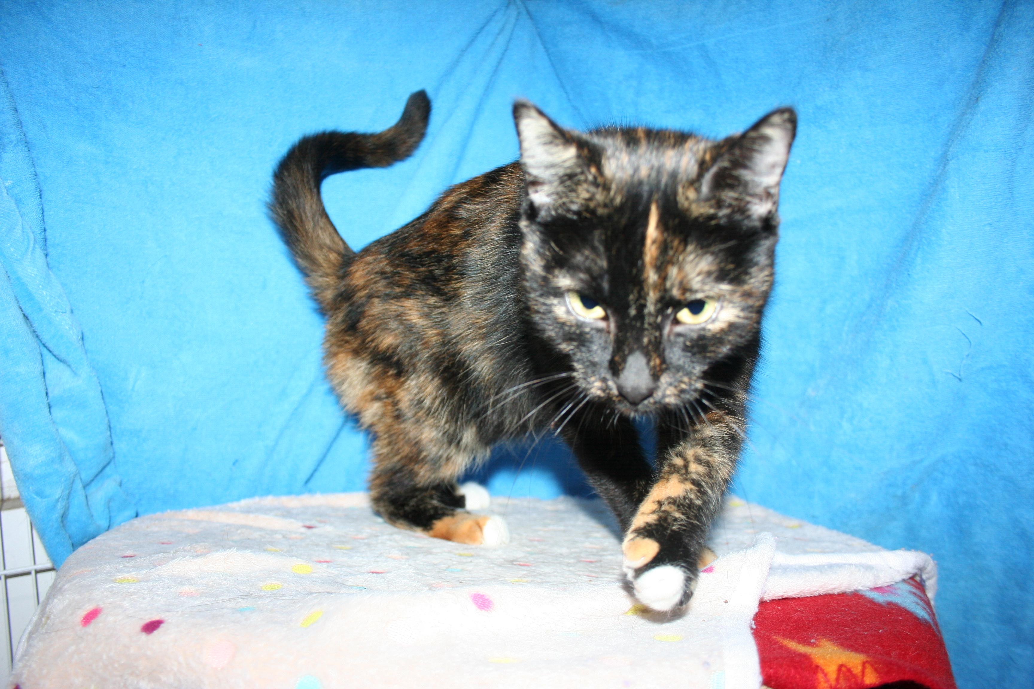 Enlarge Orchid - ADOPTION PENDING, an adoptable mixed breed in Howell, MI image 4/5