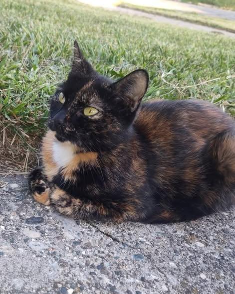 Enlarge Orchid - ADOPTION PENDING, an adoptable mixed breed in Howell, MI image 5/5