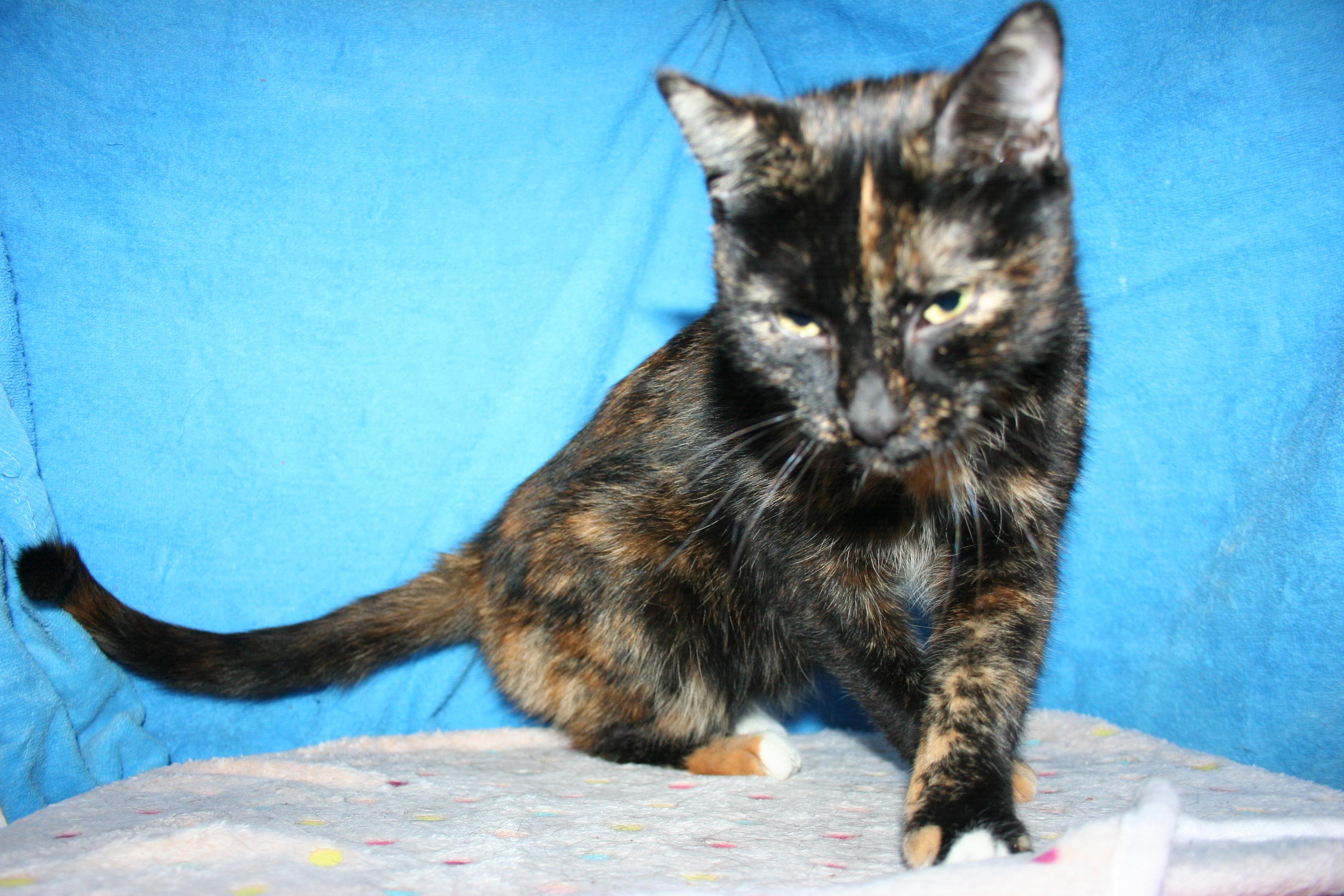Enlarge Orchid - ADOPTION PENDING, an adoptable mixed breed in Howell, MI image 2/5