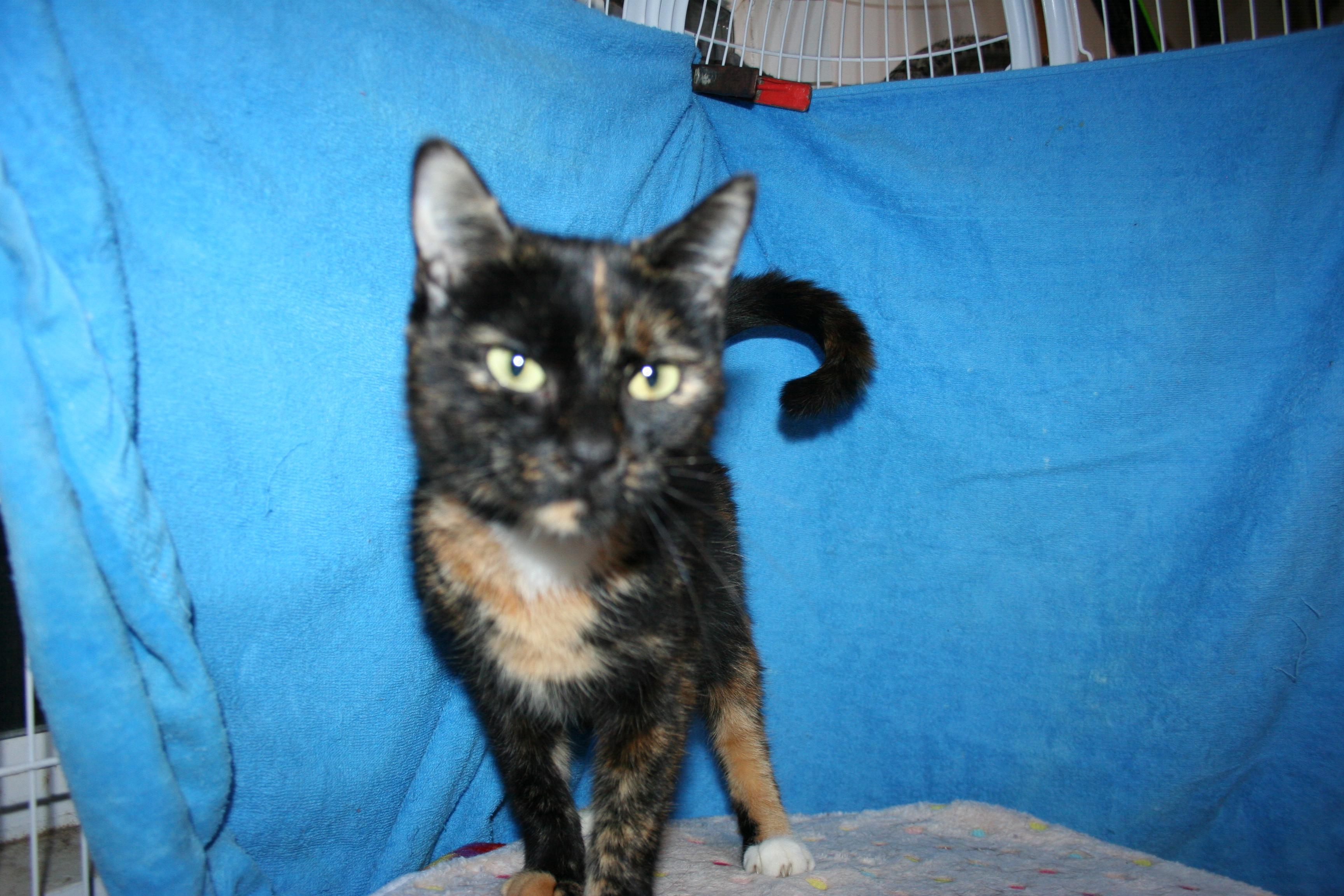 Enlarge Orchid - ADOPTION PENDING, an adoptable mixed breed in Howell, MI image 1/5