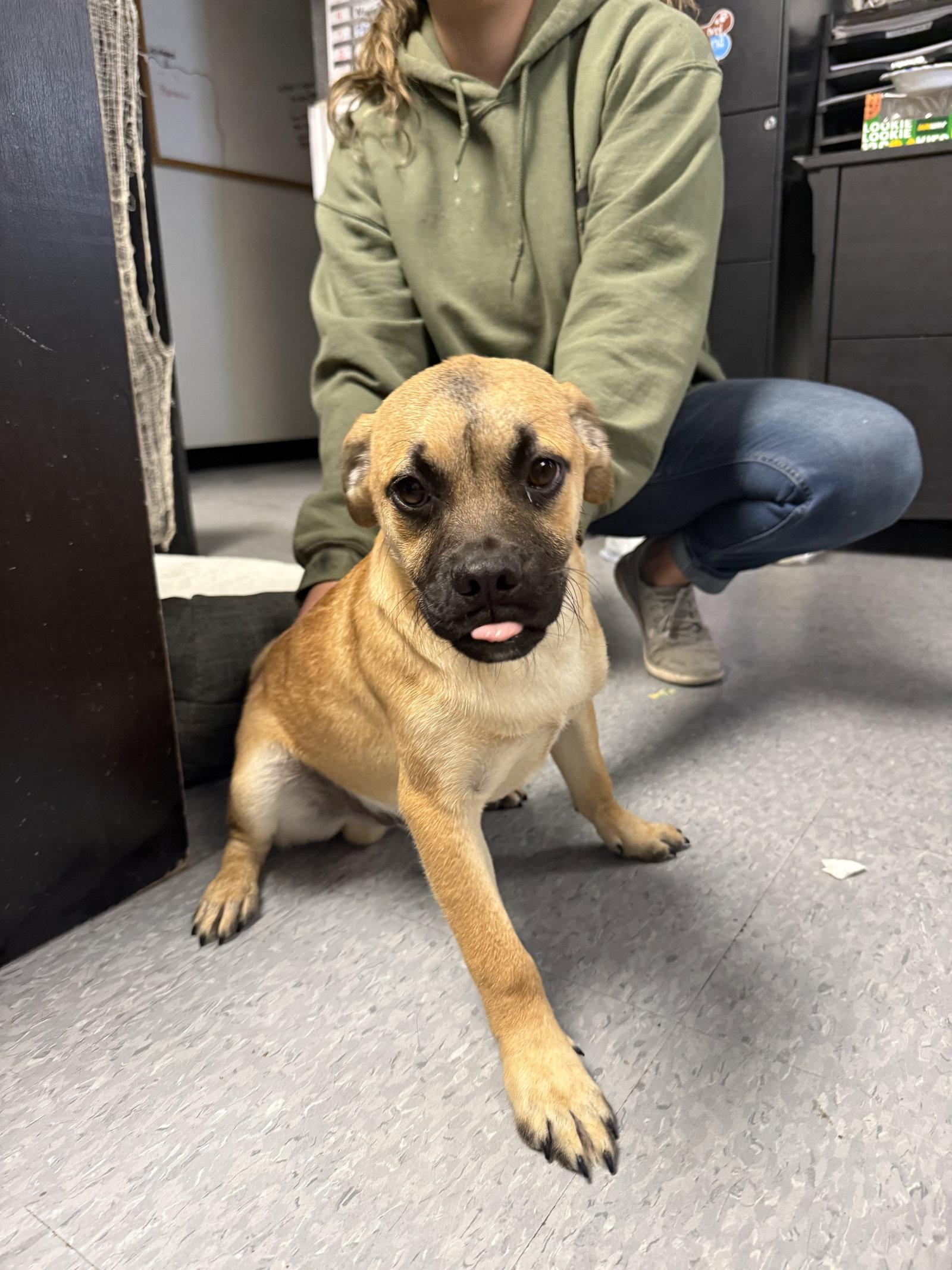 Enlarge m&m, a Adoptable Pug in Las Vegas, NM image 1/1