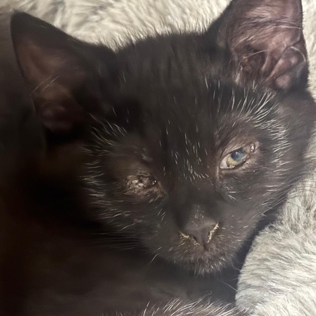 Thackery 61C25, Adoptable, Young Male Domestic Short Hair & Domestic Short Hair.