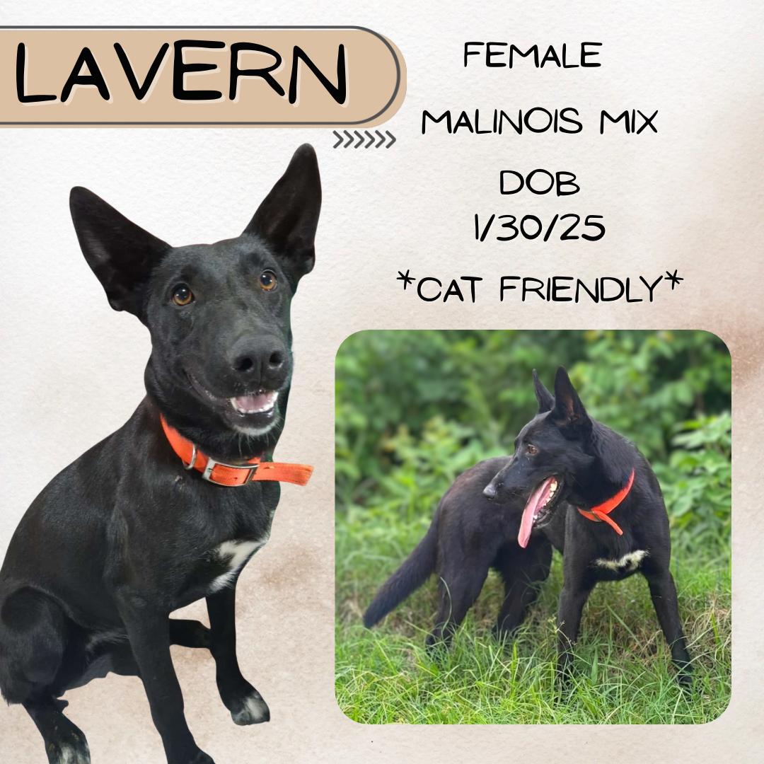 Enlarge Lavern, a ADOPTABLE mixed breed in Caldwell, TX image 1/1