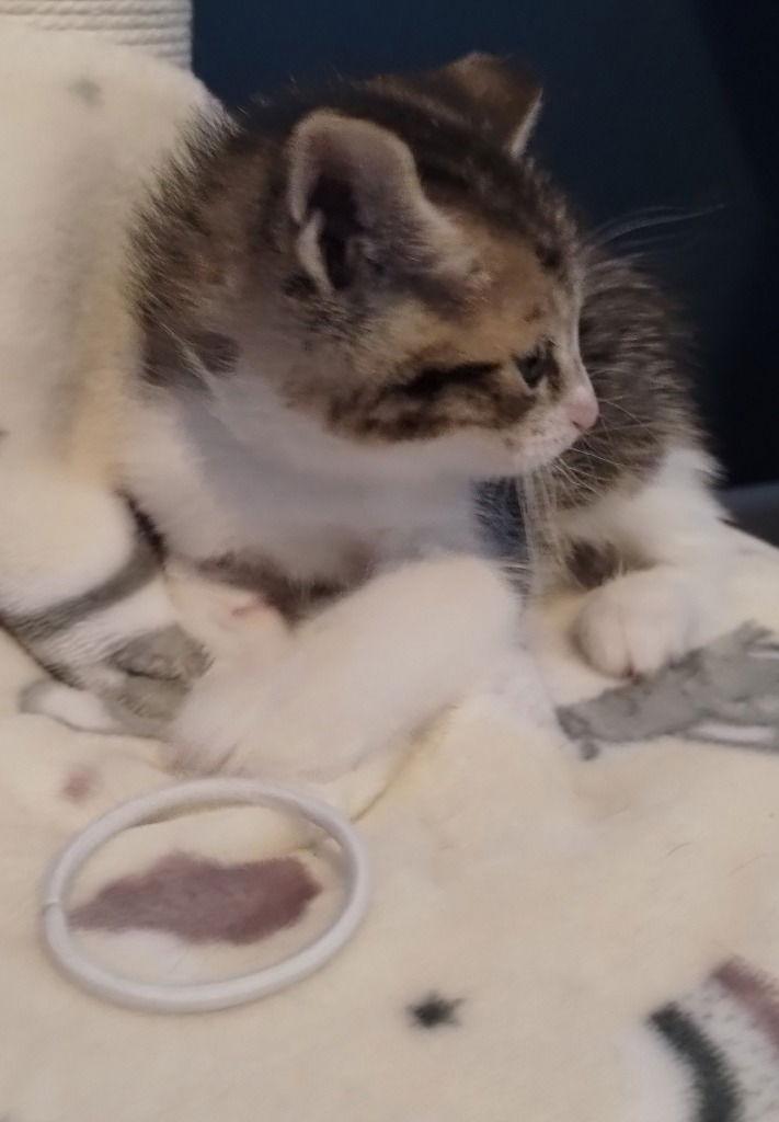 Fletcher (White), Adoptable, Young Male Domestic Short Hair.