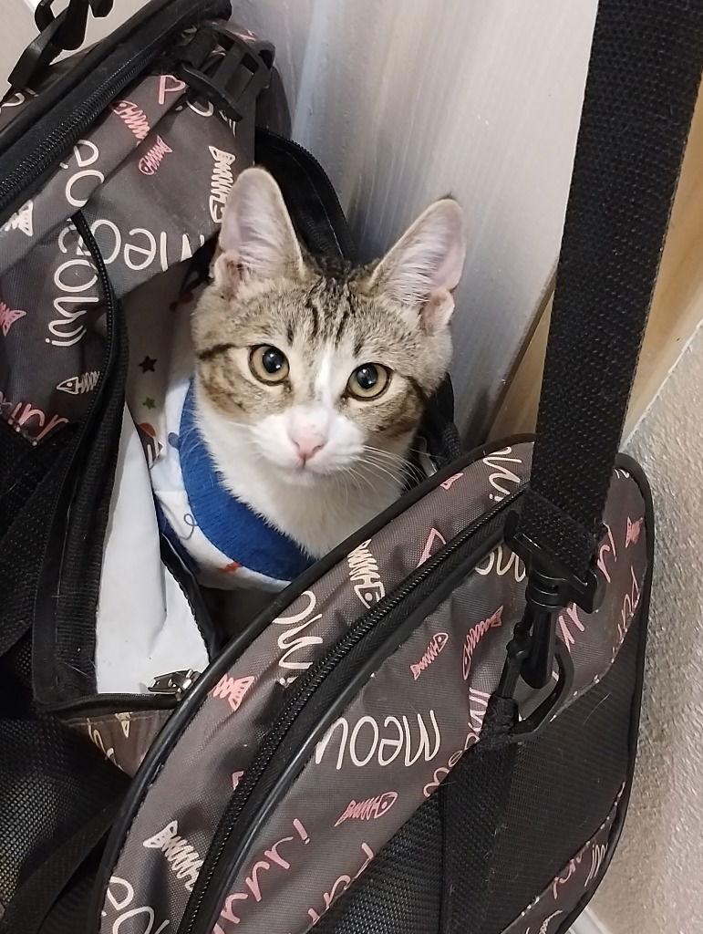 Enlarge Fletcher (White), a Adoptable Domestic Short Hair in Battle Ground, WA image 2/2