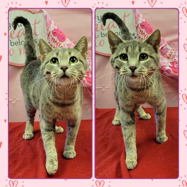 Enlarge EVE, a ADOPTABLE Domestic Short Hair in Buckhannon, WV image 1/1