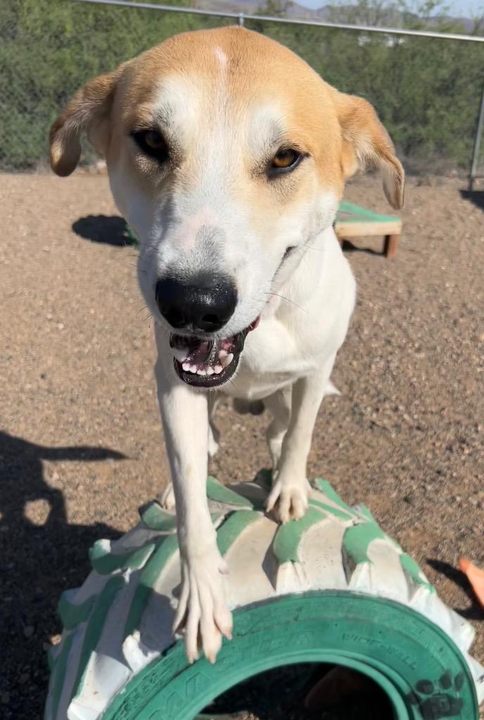 Ranch, Adoptable, Young Male Labrador Retriever & Carolina Dog.