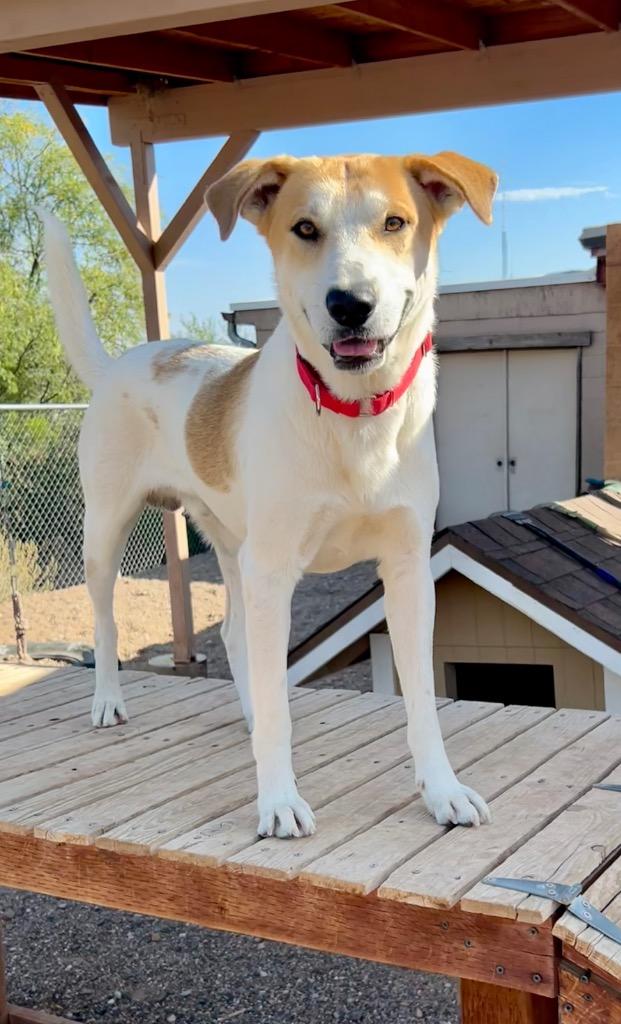 Ranch, a Adoptable mixed breed in Cottonwood, AZ image 1/2