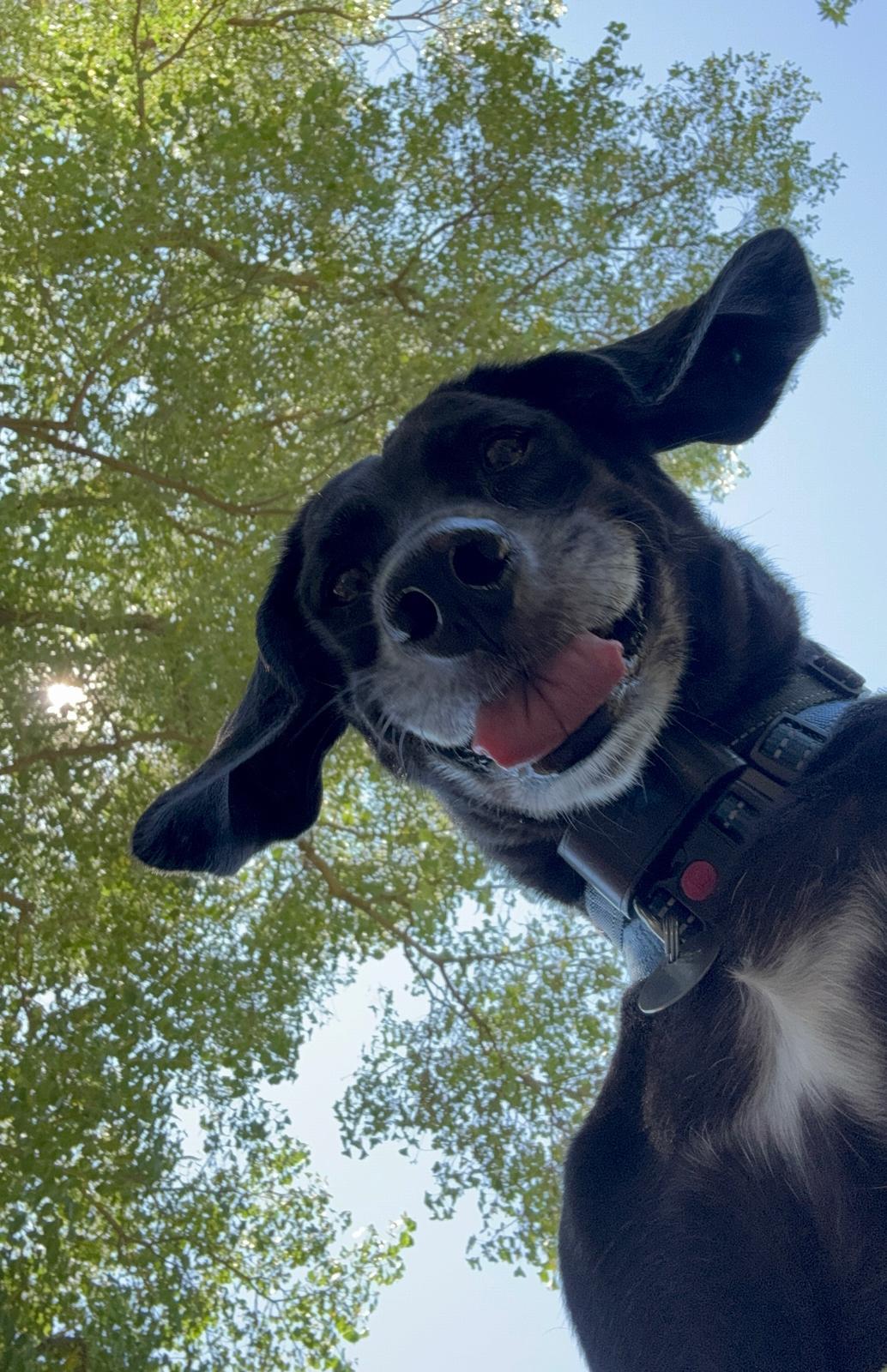 Enlarge Piperoni, a Adoptable mixed breed in Woodland, CA image 1/3