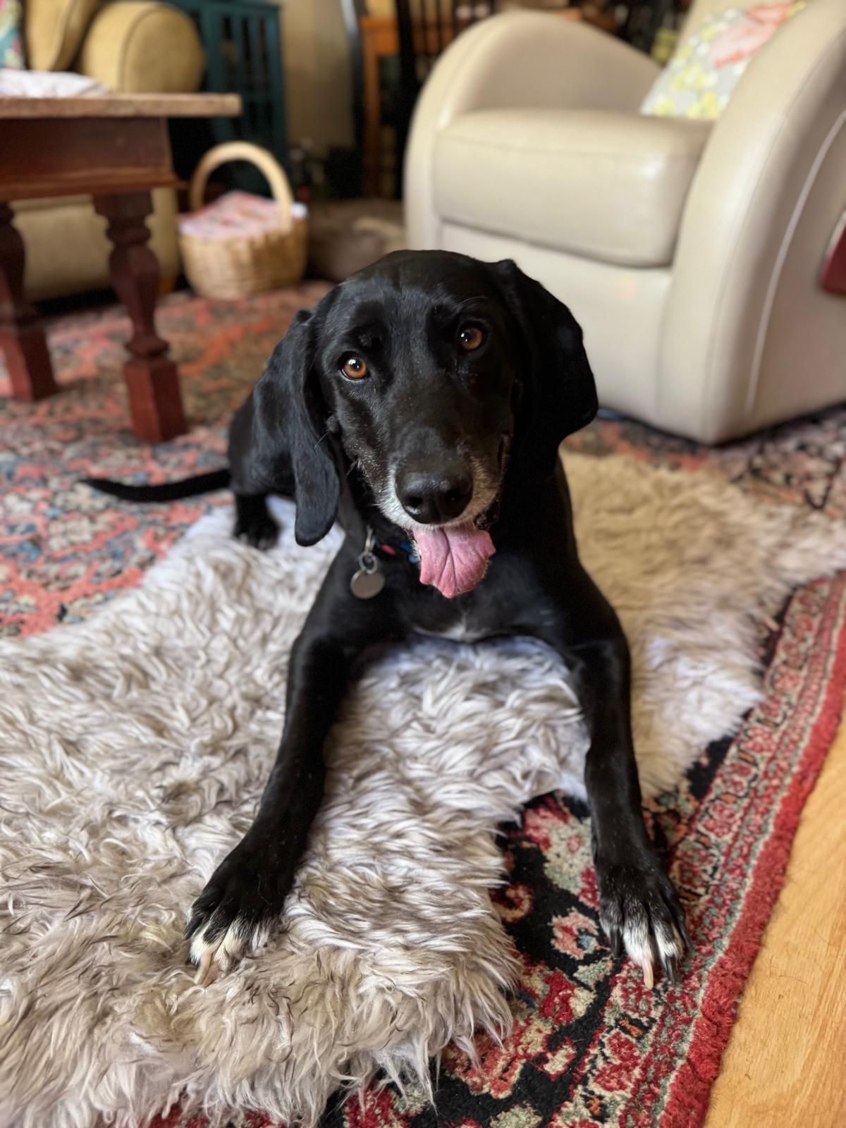 Enlarge Piperoni, a Adoptable mixed breed in Woodland, CA image 2/3