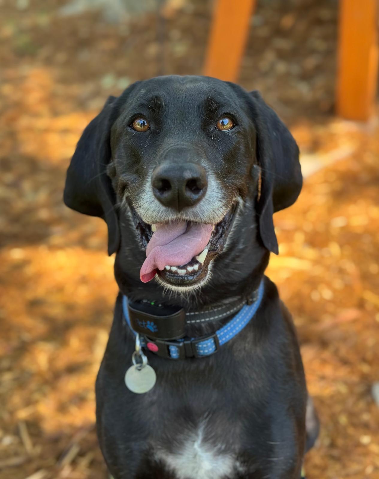 Enlarge Piperoni, a Adoptable mixed breed in Woodland, CA image 3/3
