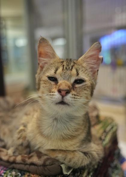Enlarge Edamame 64369, a Adoptable mixed breed in Aiken, SC image 1/1