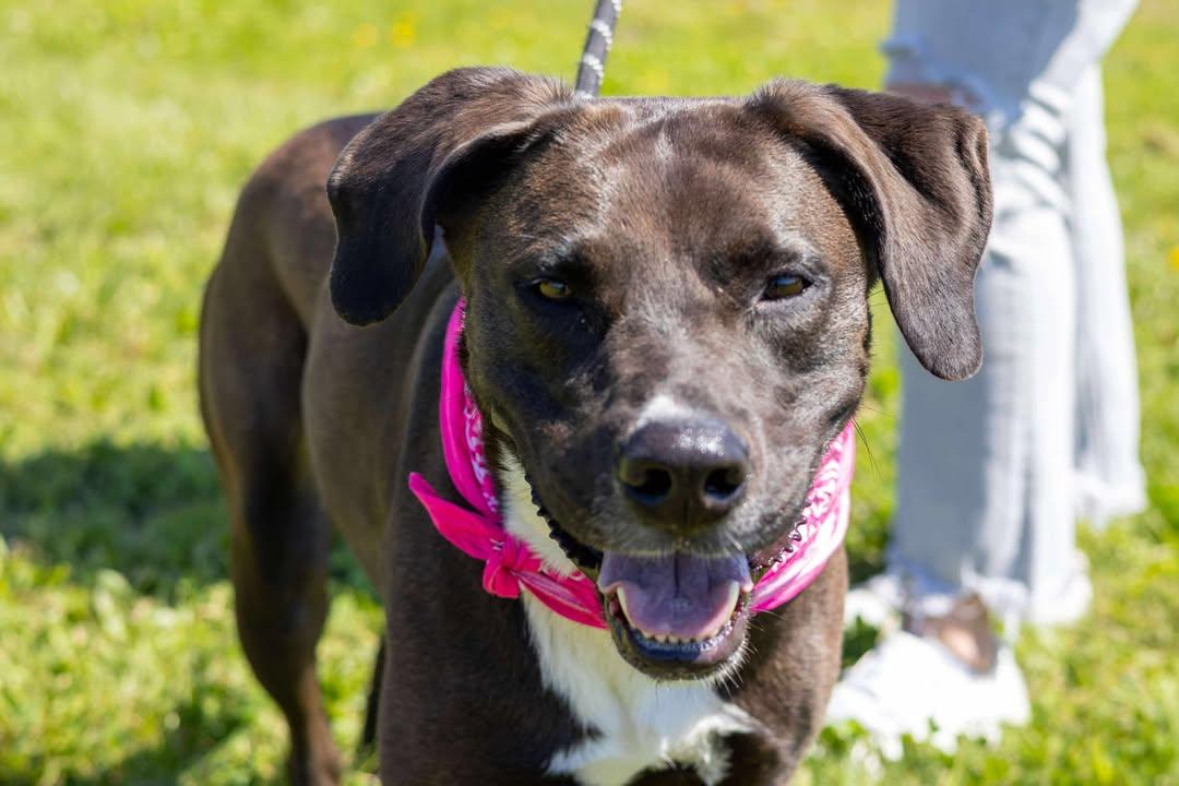 Fibi, Adult Female Mixed Breed