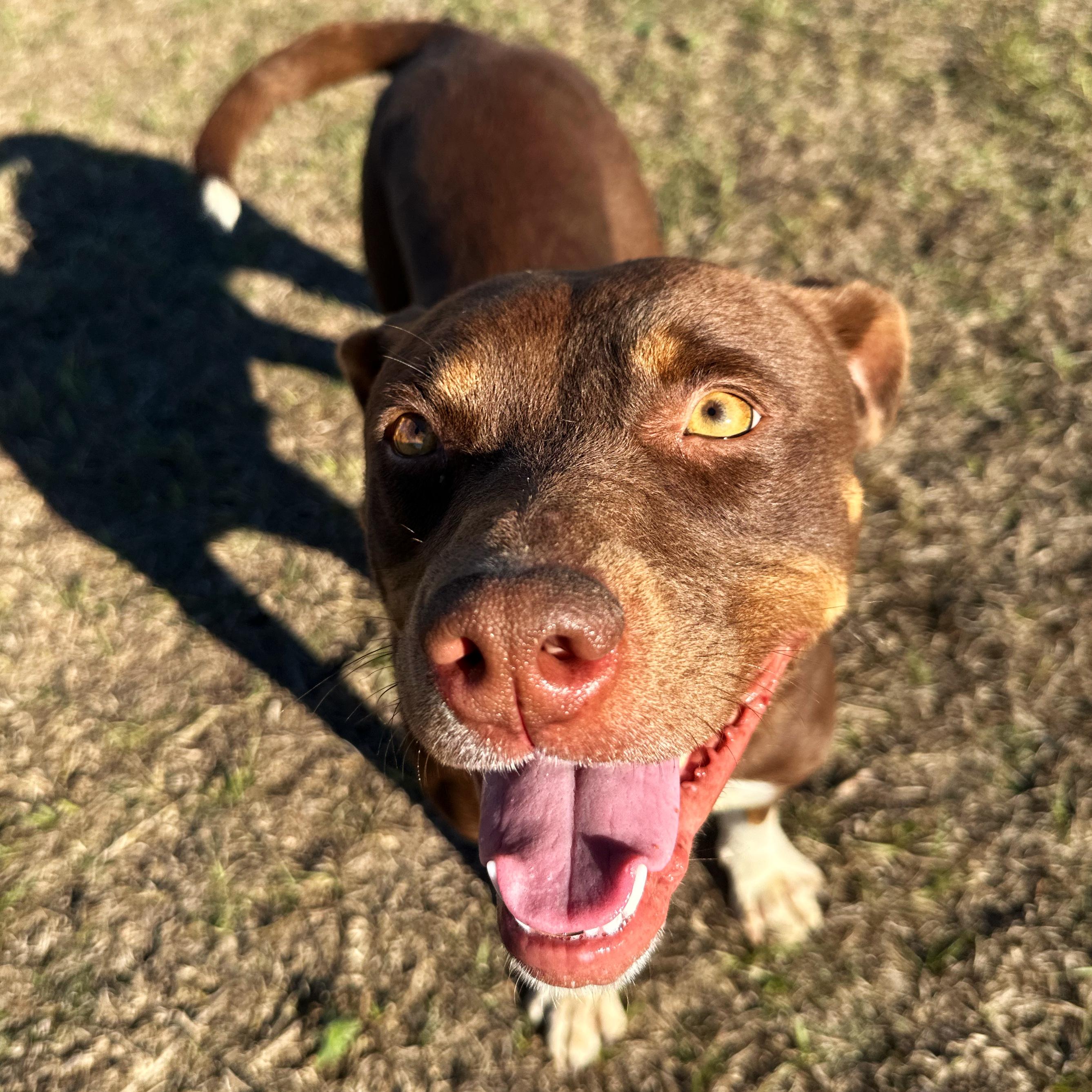 Enlarge Jelly, a ADOPTABLE mixed breed in Valdosta, GA image 1/5