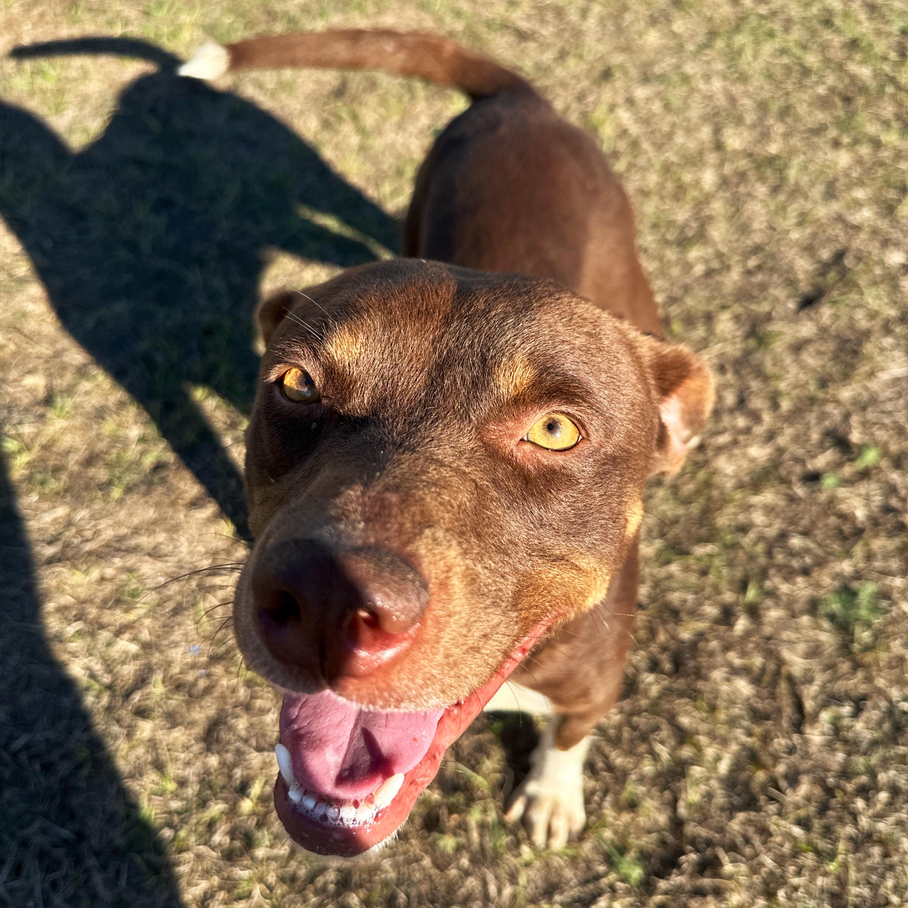 Enlarge Jelly, a ADOPTABLE mixed breed in Valdosta, GA image 2/5
