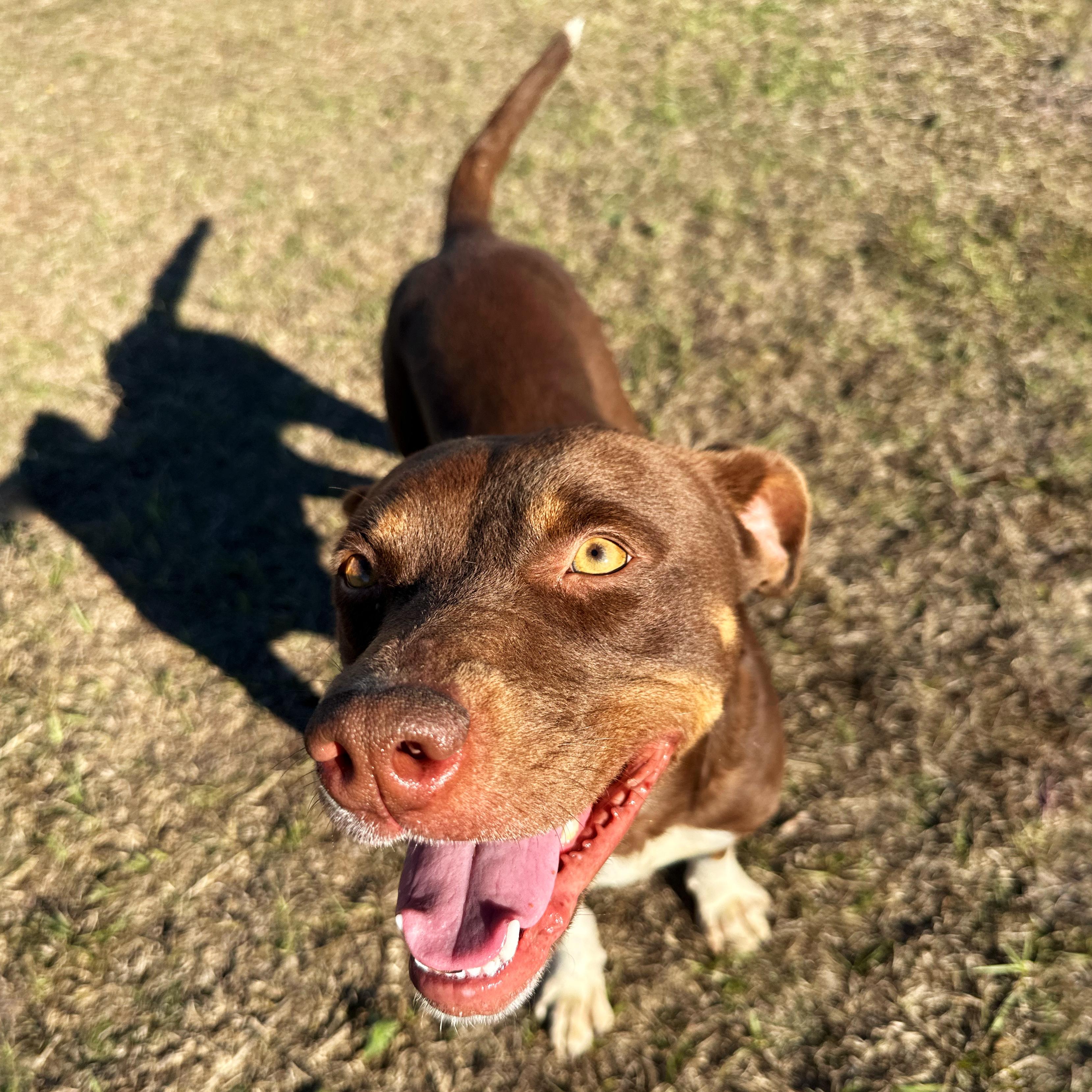 Enlarge Jelly, a ADOPTABLE mixed breed in Valdosta, GA image 4/5