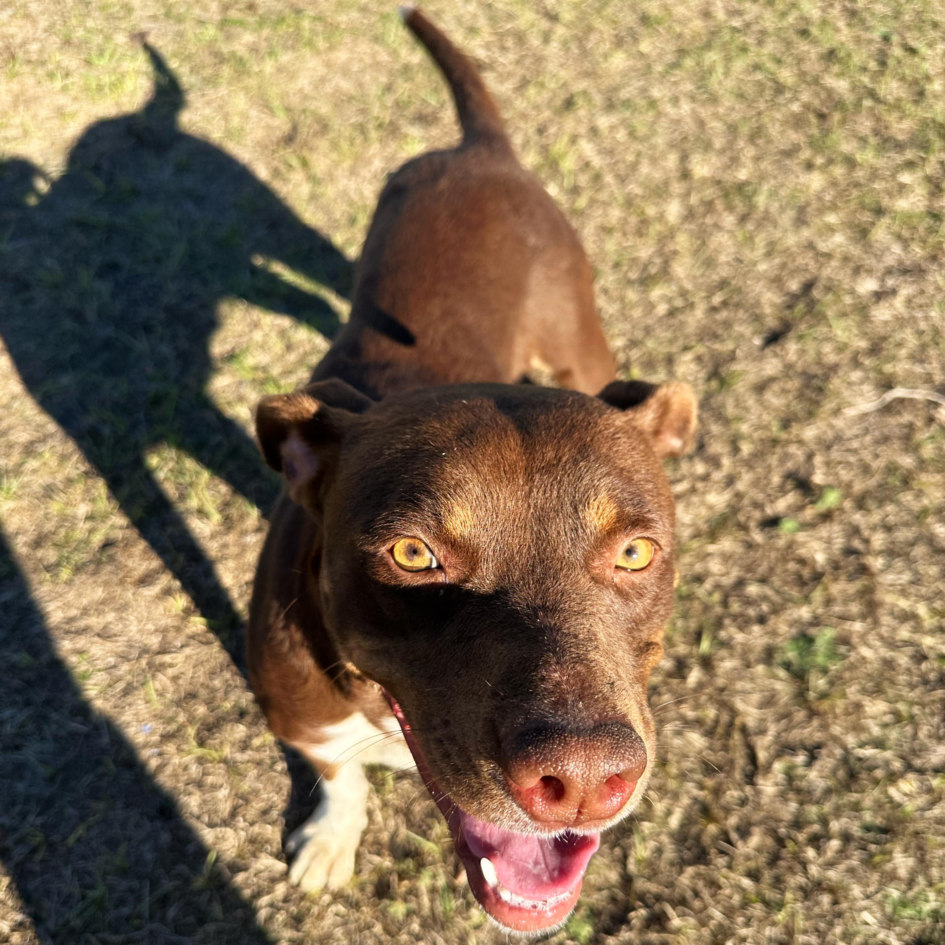 Enlarge Jelly, a ADOPTABLE mixed breed in Valdosta, GA image 5/5