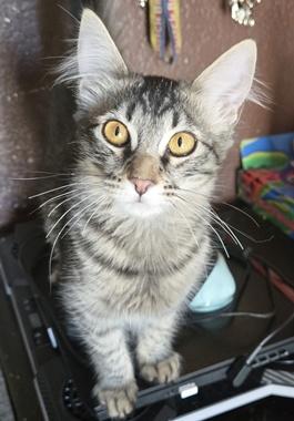 FluffyJA, Adopted, Kitten Female Maine Coon & Domestic Medium Hair.