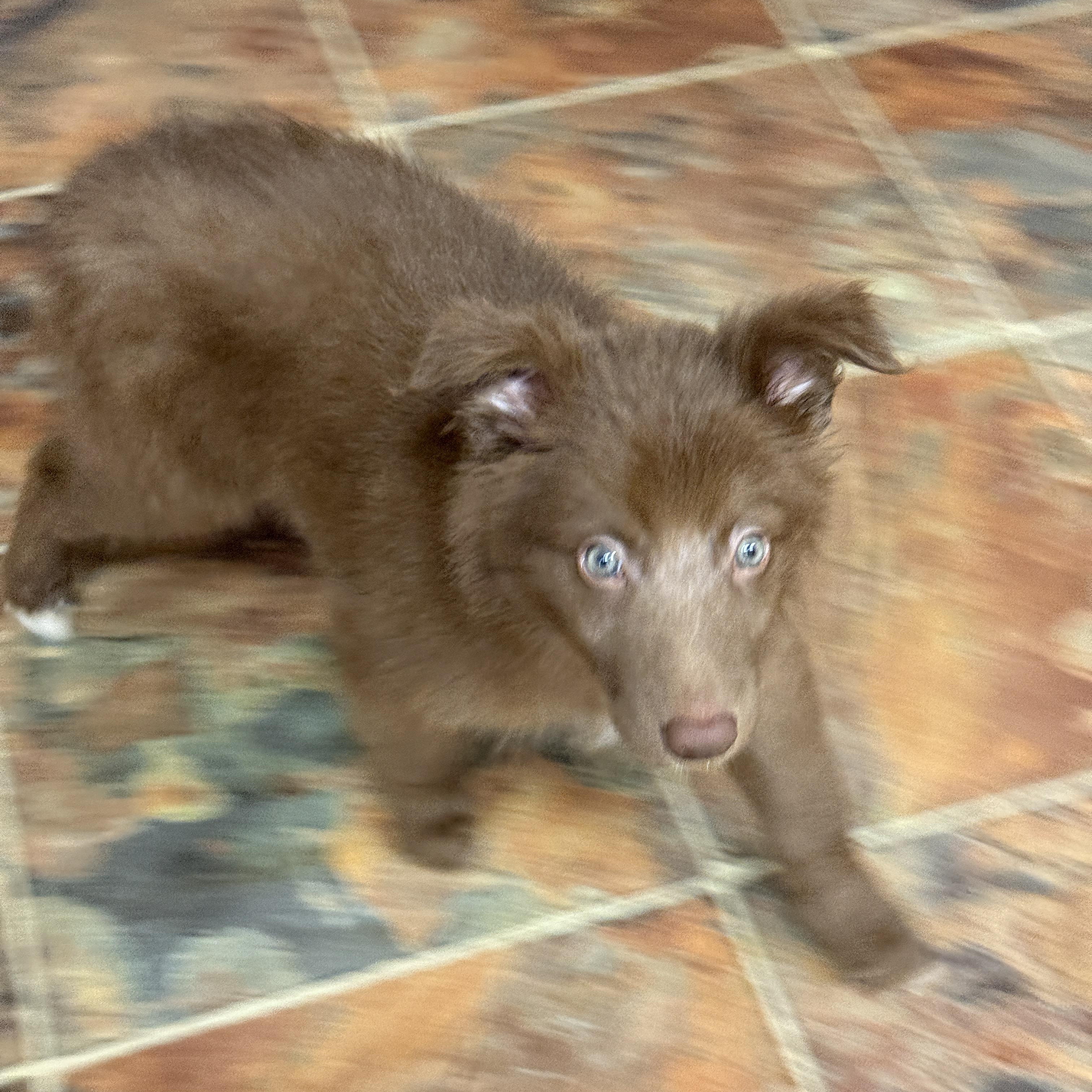 Enlarge Neco, an adopted mixed breed in Jeffersonville, IN image 6/6