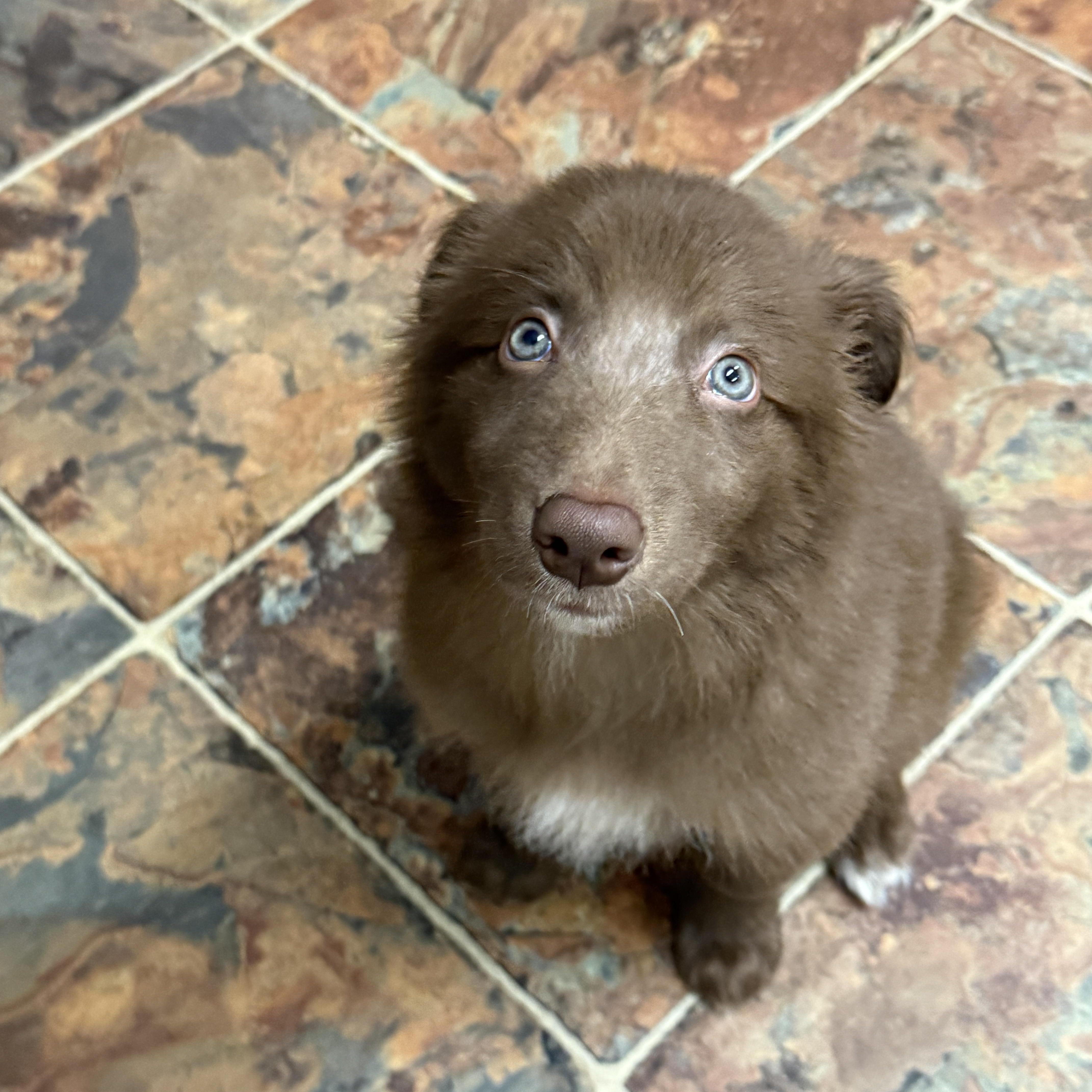 Enlarge Neco, an adopted mixed breed in Jeffersonville, IN image 3/6