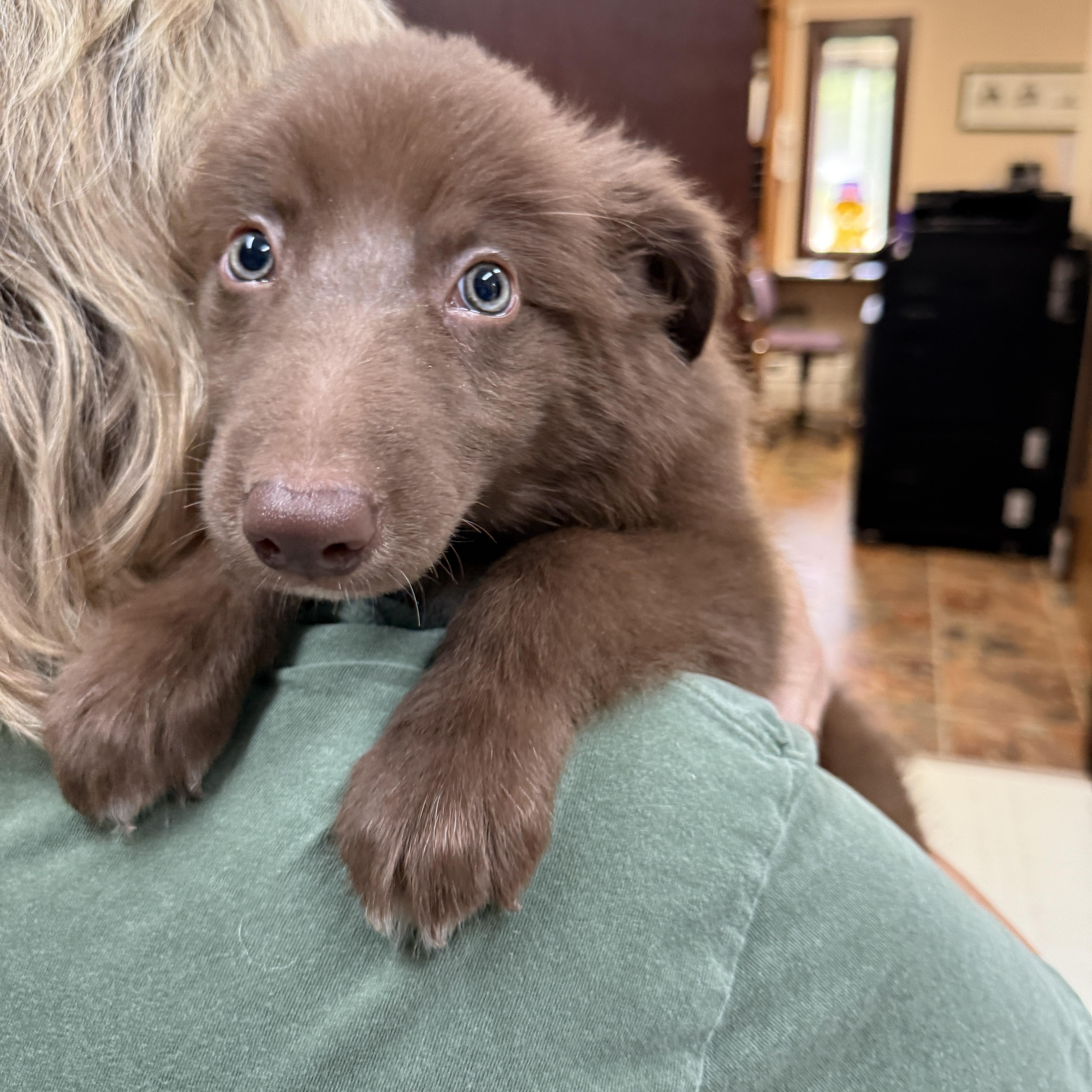 Enlarge Neco, an adopted mixed breed in Jeffersonville, IN image 2/6