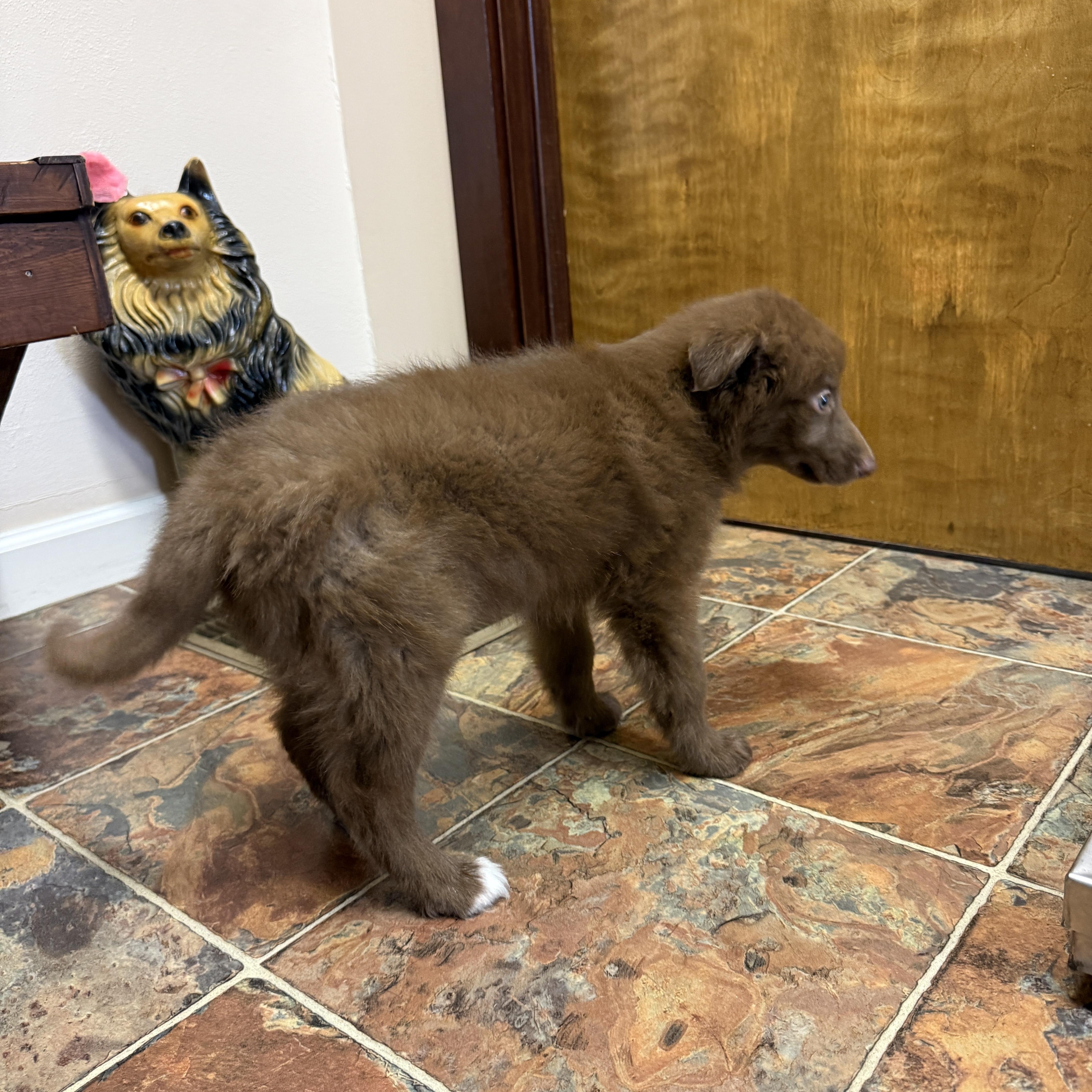 Enlarge Neco, an adopted mixed breed in Jeffersonville, IN image 4/6