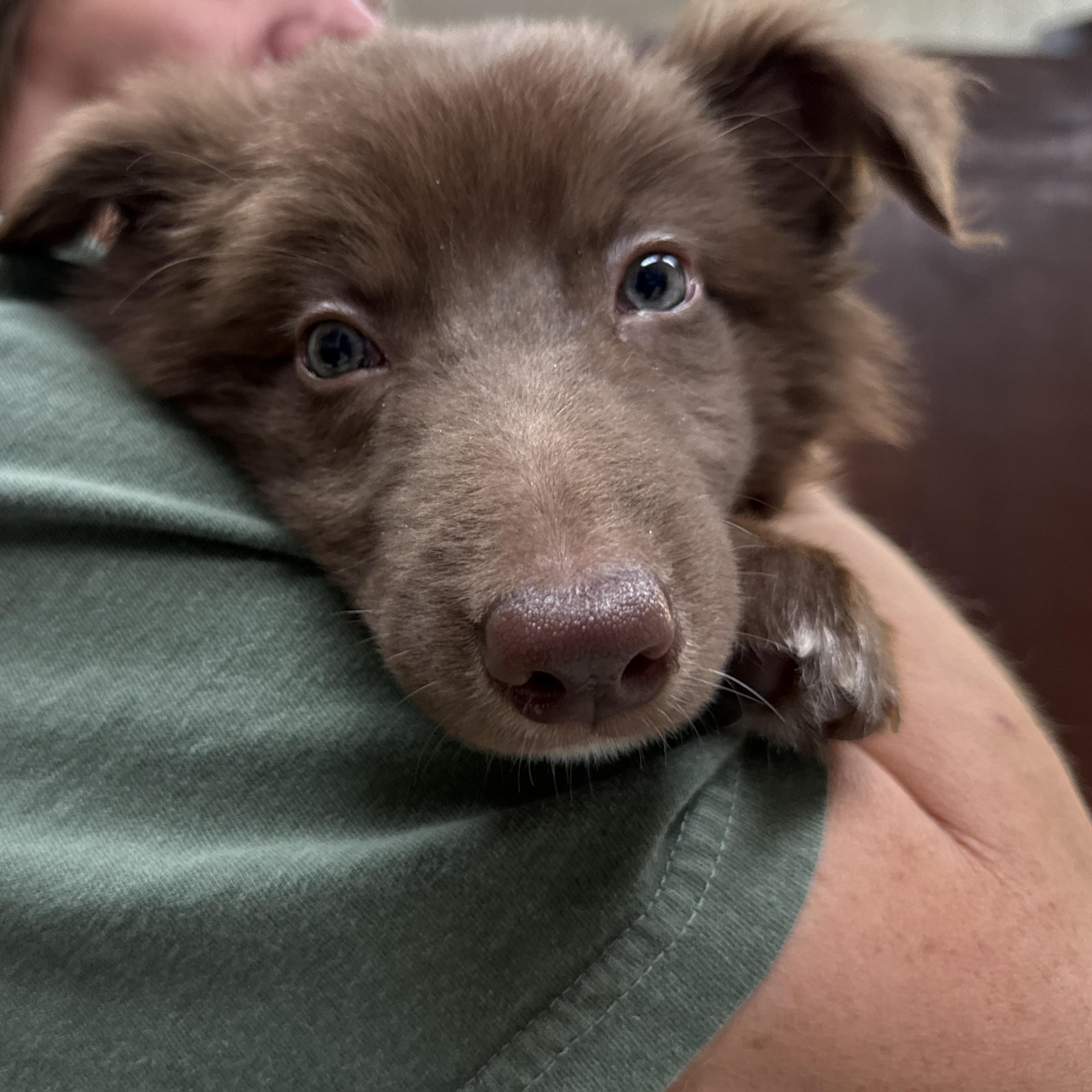 Enlarge Neco, an adopted mixed breed in Jeffersonville, IN image 5/6