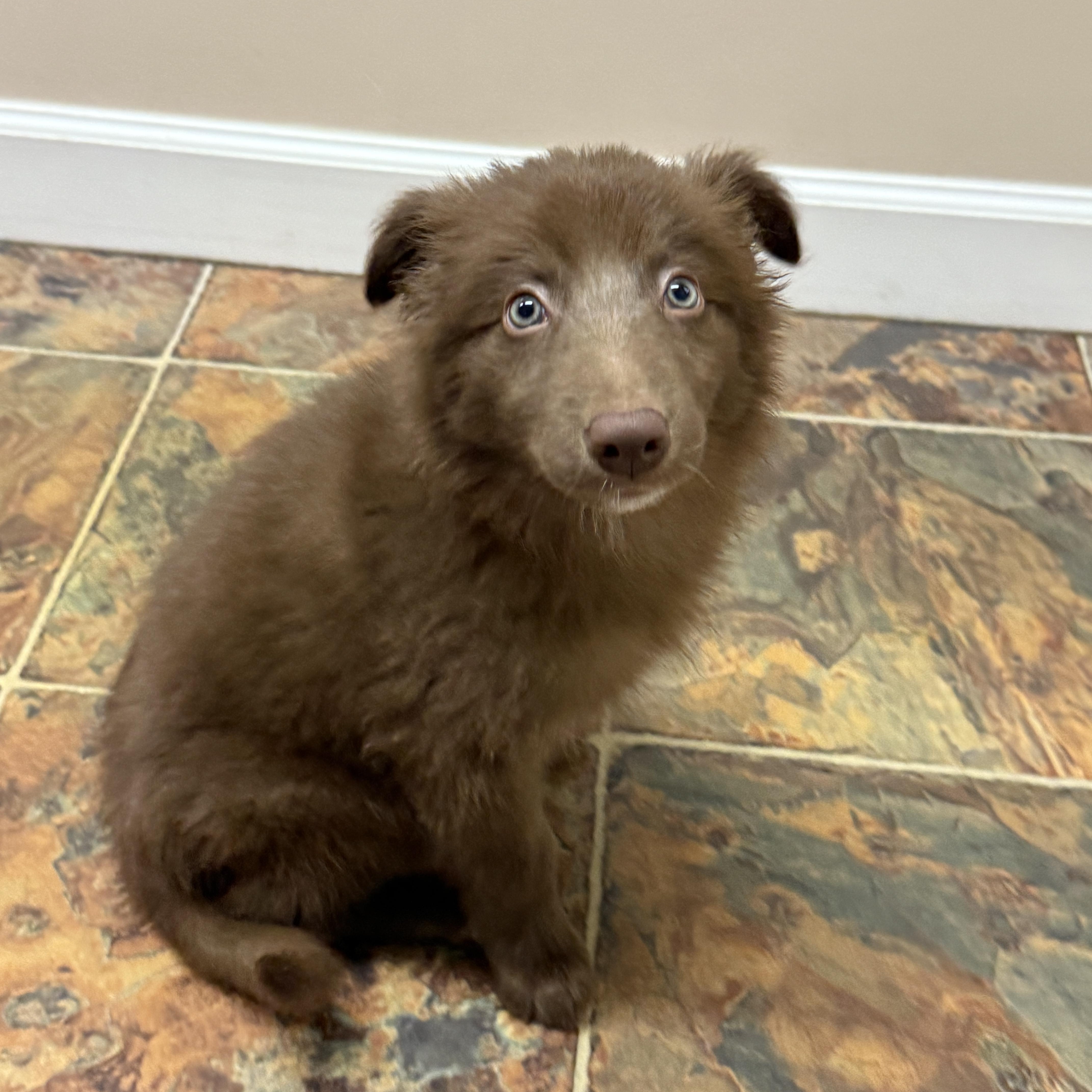Neco, adopted, Puppy Male Australian Shepherd.